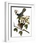 Audubon: Catbird, 1827-38-John James Audubon-Framed Giclee Print