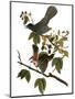 Audubon: Catbird, 1827-38-John James Audubon-Mounted Giclee Print