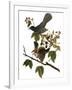 Audubon: Catbird, 1827-38-John James Audubon-Framed Giclee Print