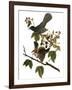 Audubon: Catbird, 1827-38-John James Audubon-Framed Giclee Print