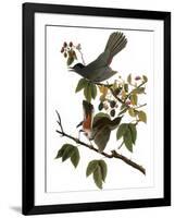 Audubon: Catbird, 1827-38-John James Audubon-Framed Giclee Print