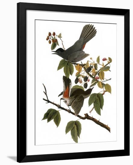 Audubon: Catbird, 1827-38-John James Audubon-Framed Giclee Print