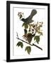 Audubon: Catbird, 1827-38-John James Audubon-Framed Giclee Print