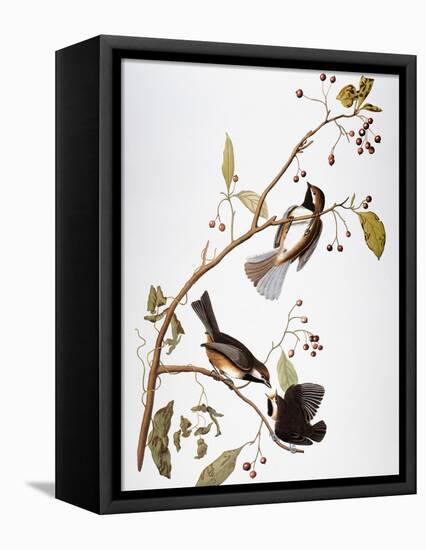 Audubon: Chickadee-John James Audubon-Framed Stretched Canvas