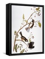Audubon: Chickadee-John James Audubon-Framed Stretched Canvas