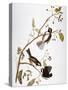 Audubon: Chickadee-John James Audubon-Stretched Canvas
