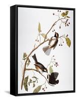 Audubon: Chickadee-John James Audubon-Framed Stretched Canvas