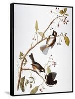 Audubon: Chickadee-John James Audubon-Framed Stretched Canvas