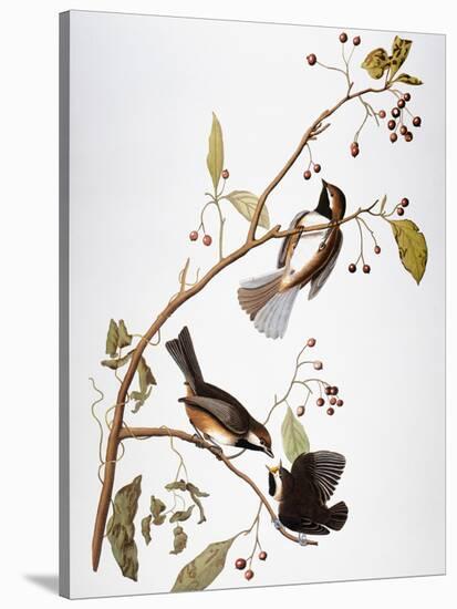 Audubon: Chickadee-John James Audubon-Stretched Canvas