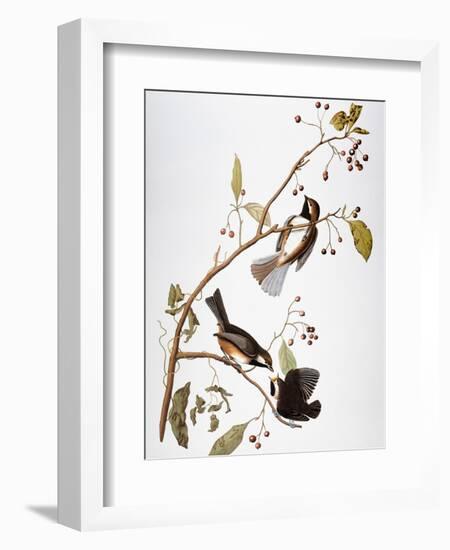 Audubon: Chickadee-John James Audubon-Framed Premium Giclee Print