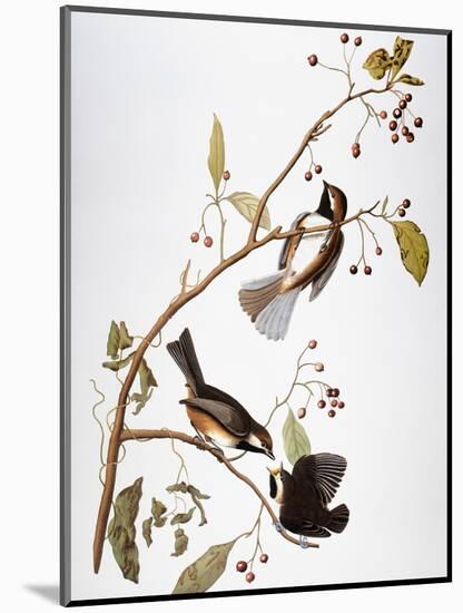 Audubon: Chickadee-John James Audubon-Mounted Premium Giclee Print