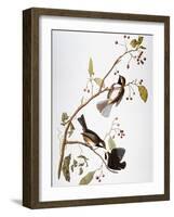 Audubon: Chickadee-John James Audubon-Framed Giclee Print