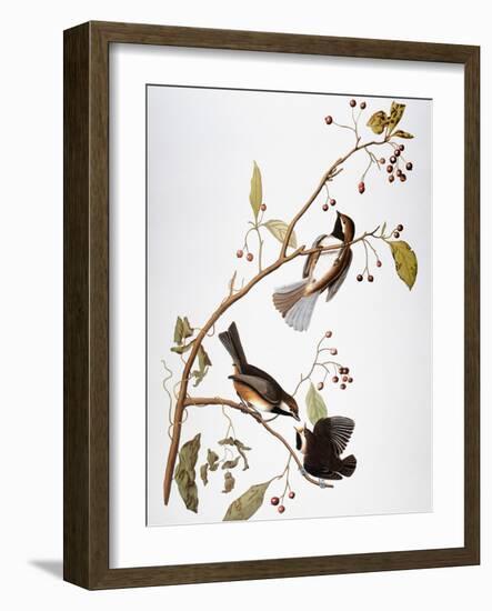 Audubon: Chickadee-John James Audubon-Framed Giclee Print