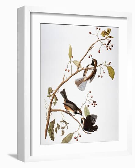 Audubon: Chickadee-John James Audubon-Framed Giclee Print