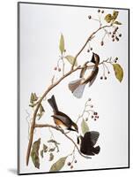 Audubon: Chickadee-John James Audubon-Mounted Giclee Print