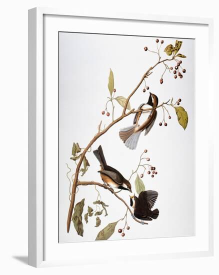 Audubon: Chickadee-John James Audubon-Framed Giclee Print