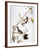 Audubon: Chickadee-John James Audubon-Framed Giclee Print