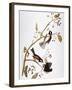 Audubon: Chickadee-John James Audubon-Framed Giclee Print