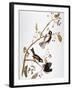 Audubon: Chickadee-John James Audubon-Framed Giclee Print