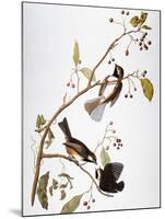 Audubon: Chickadee-John James Audubon-Mounted Giclee Print