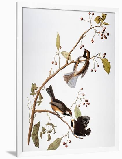 Audubon: Chickadee-John James Audubon-Framed Giclee Print