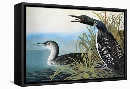 Audubon: Common Loon-John James Audubon-Framed Stretched Canvas