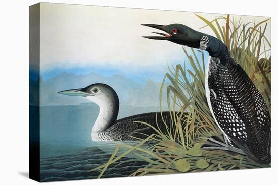 Audubon: Common Loon-John James Audubon-Stretched Canvas