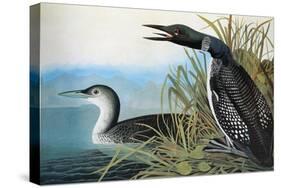 Audubon: Common Loon-John James Audubon-Stretched Canvas