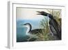 Audubon: Common Loon-John James Audubon-Framed Giclee Print