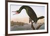 Audubon: Cormorant-John James Audubon-Framed Premium Giclee Print