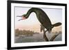 Audubon: Cormorant-John James Audubon-Framed Premium Giclee Print