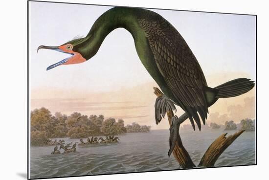 Audubon: Cormorant-John James Audubon-Mounted Premium Giclee Print