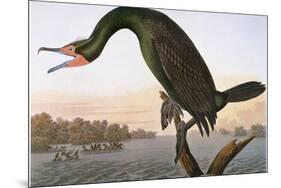 Audubon: Cormorant-John James Audubon-Mounted Premium Giclee Print