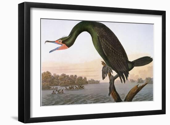 Audubon: Cormorant-John James Audubon-Framed Giclee Print