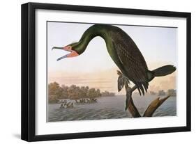 Audubon: Cormorant-John James Audubon-Framed Giclee Print