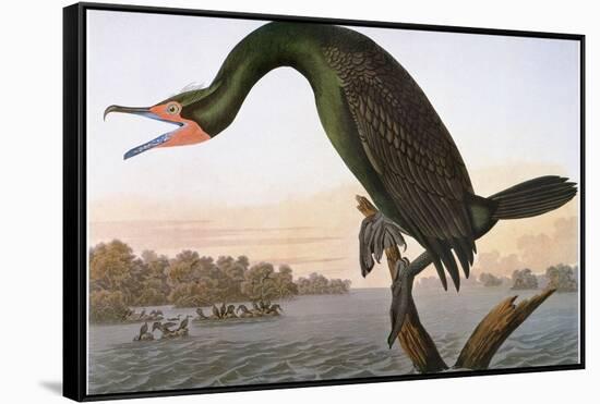 Audubon: Cormorant-John James Audubon-Framed Stretched Canvas