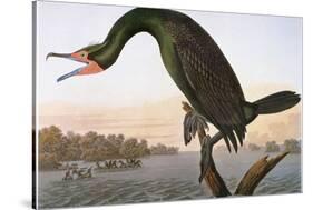 Audubon: Cormorant-John James Audubon-Stretched Canvas