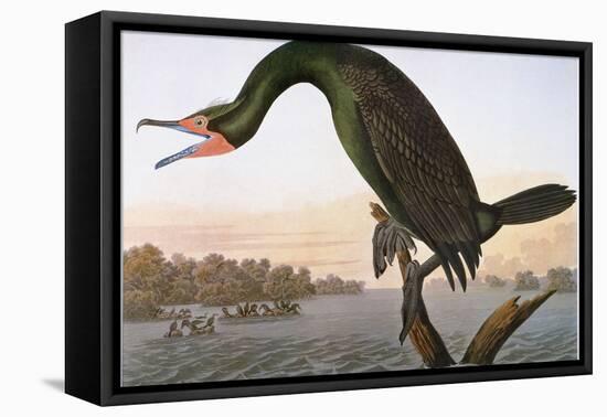 Audubon: Cormorant-John James Audubon-Framed Stretched Canvas