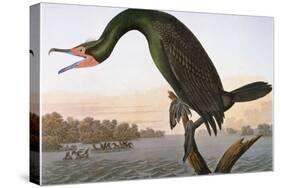 Audubon: Cormorant-John James Audubon-Stretched Canvas