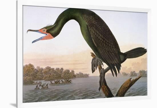 Audubon: Cormorant-John James Audubon-Framed Giclee Print