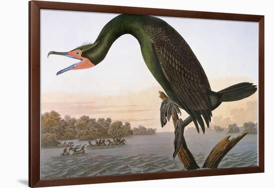 Audubon: Cormorant-John James Audubon-Framed Giclee Print