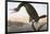 Audubon: Cormorant-John James Audubon-Framed Giclee Print
