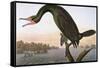 Audubon: Cormorant-John James Audubon-Framed Stretched Canvas