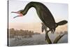 Audubon: Cormorant-John James Audubon-Stretched Canvas