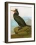 Audubon: Cormorant-John James Audubon-Framed Giclee Print