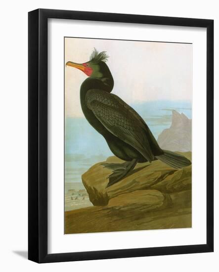 Audubon: Cormorant-John James Audubon-Framed Giclee Print