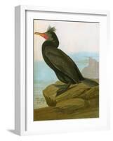 Audubon: Cormorant-John James Audubon-Framed Giclee Print