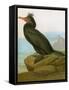 Audubon: Cormorant-John James Audubon-Framed Stretched Canvas