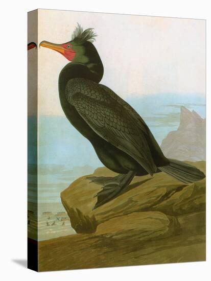 Audubon: Cormorant-John James Audubon-Stretched Canvas