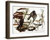 Audubon: Crow-John James Audubon-Framed Giclee Print